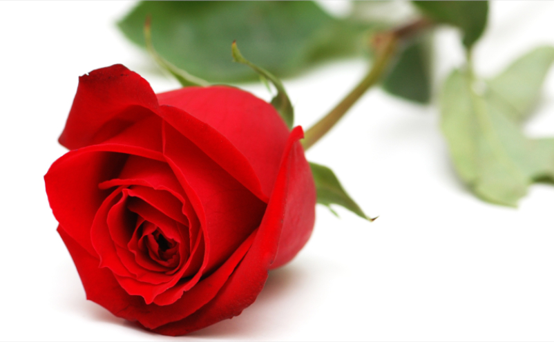 Offrir des roses à la Saint Valentin - traduction éthique - Viaethica